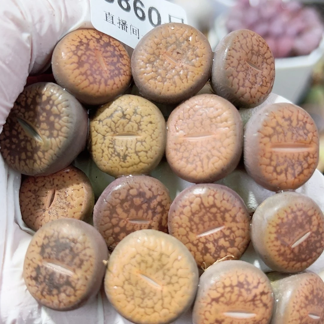 8860 好养易活生石花大母本15个2cm左右