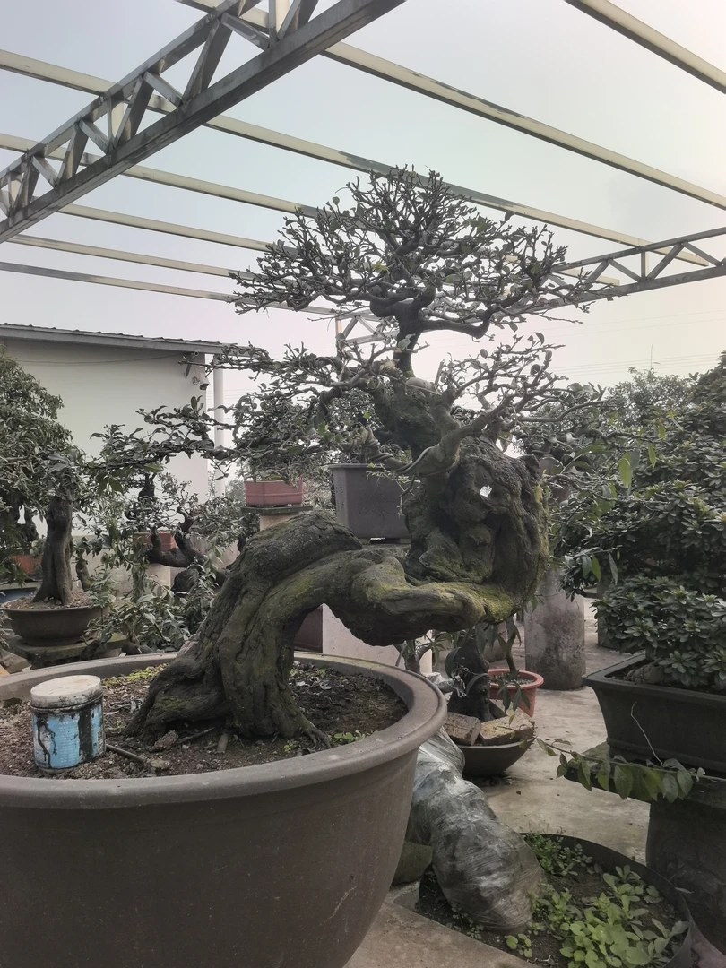 金弹子练手桩素材金单弹子母桩树桩盆景（按直播间实际购买发货）