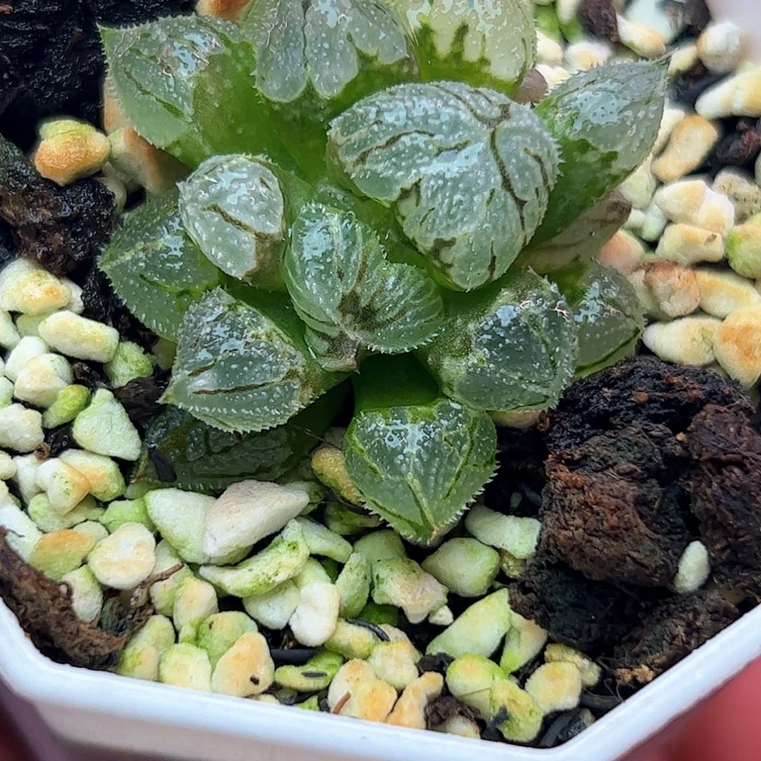冰葵巨大化十二卷多肉植物