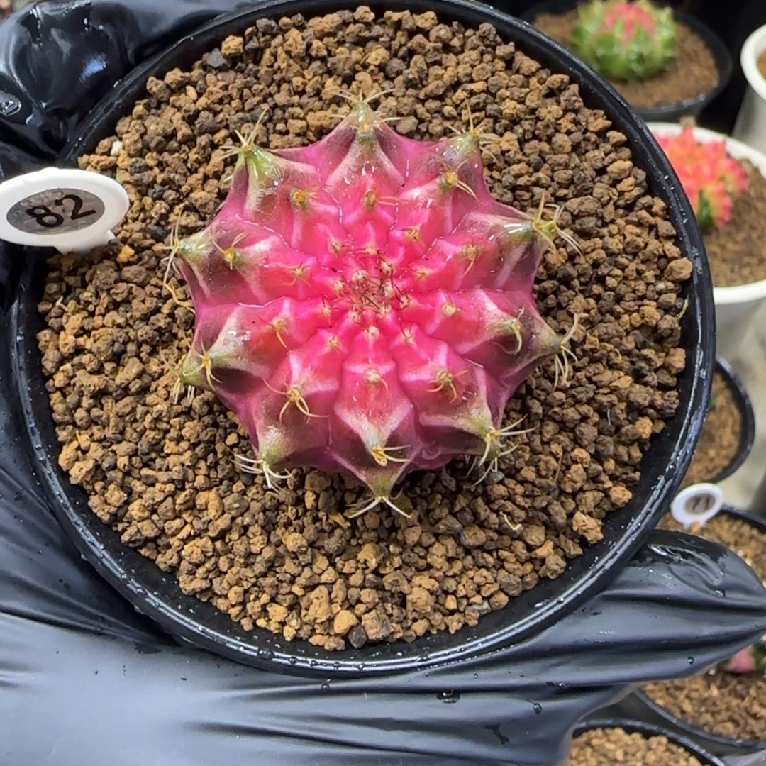 82号泰系实生轮回