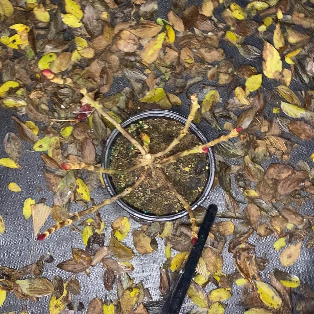 林***妹当前无花栽培后可以开花波姆波姆1颗