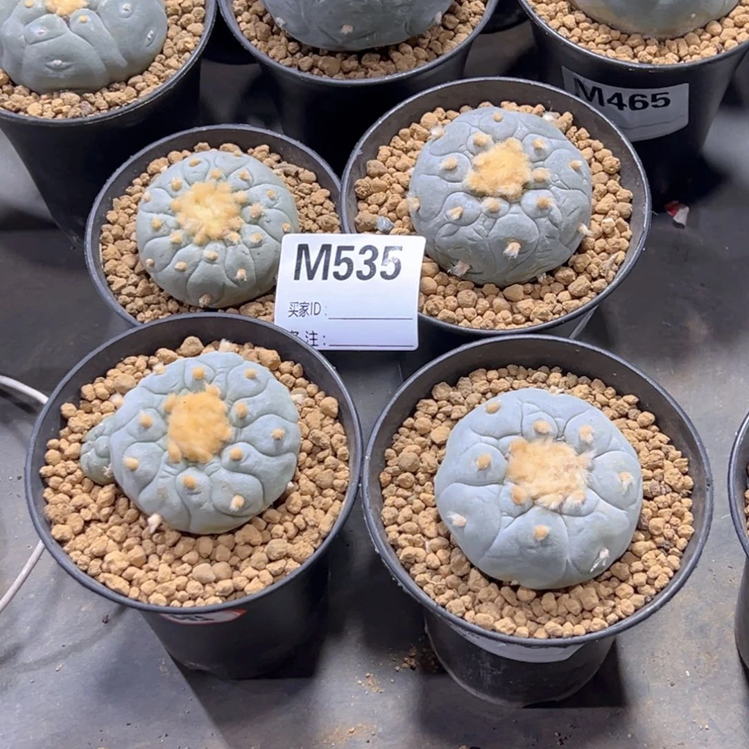 ?**?m545彩虹专拍套餐新春价