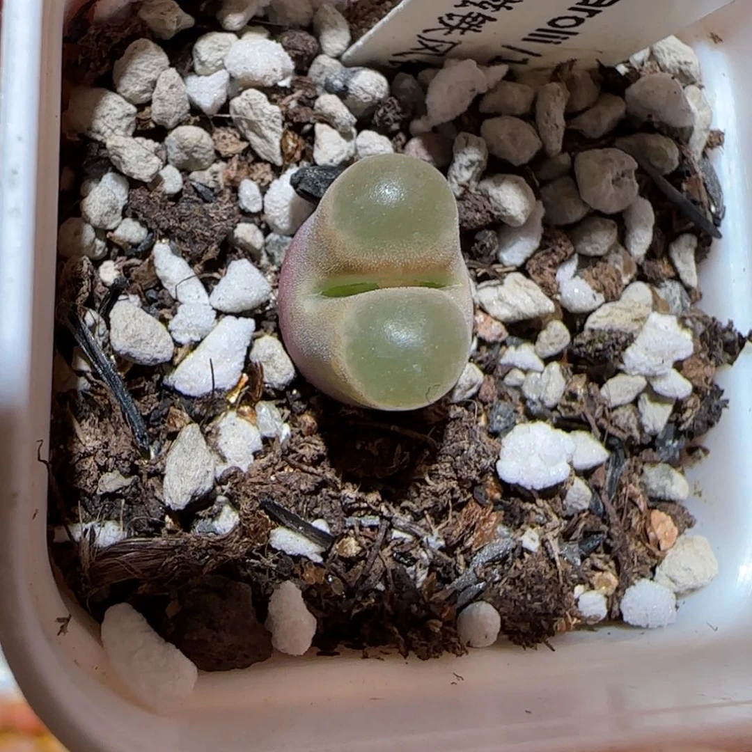 帆*肉锥多肉植物百科-1392