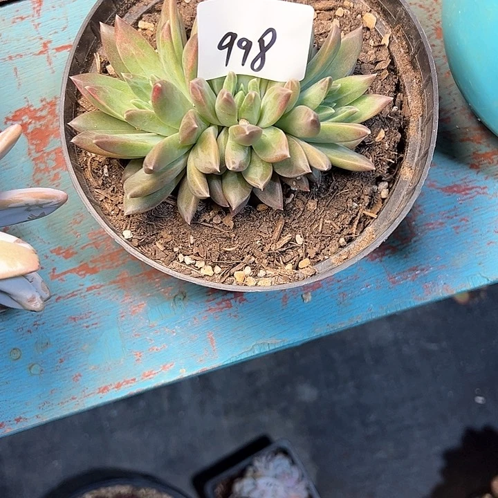 G****磊998///////////:////////