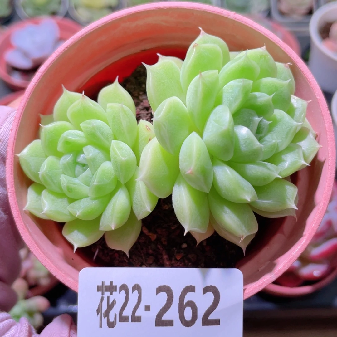花利美22-262麦秆