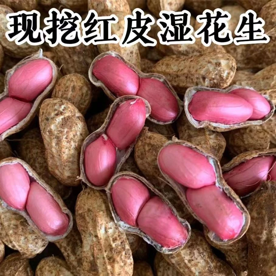 【25年现挖新鲜湿花生】红皮花生带壳红衣粉皮农家自种养胃生花生湿