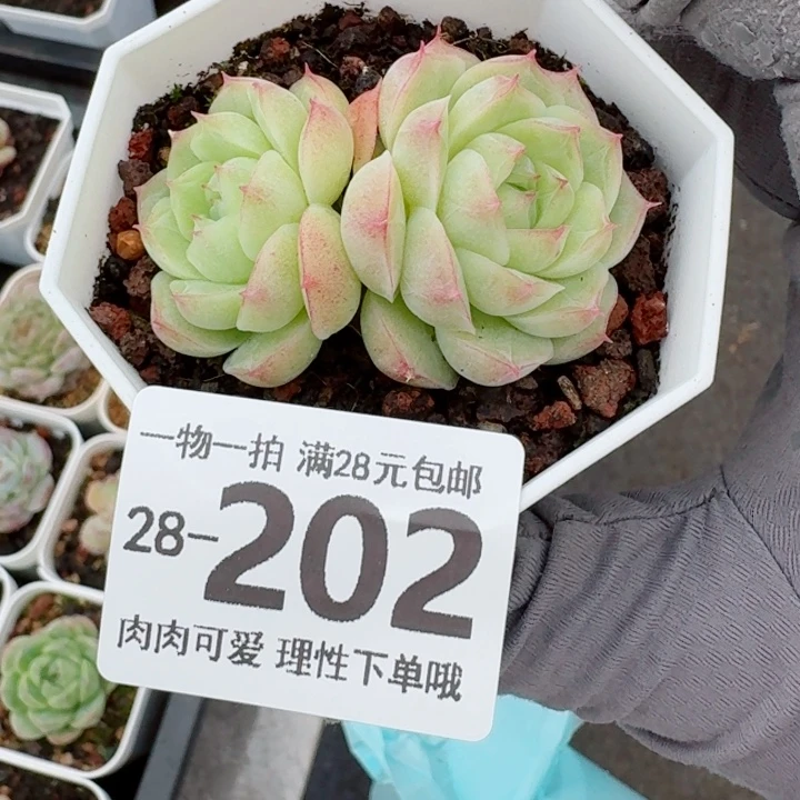 潘多拉多肉无盆土发货无盆