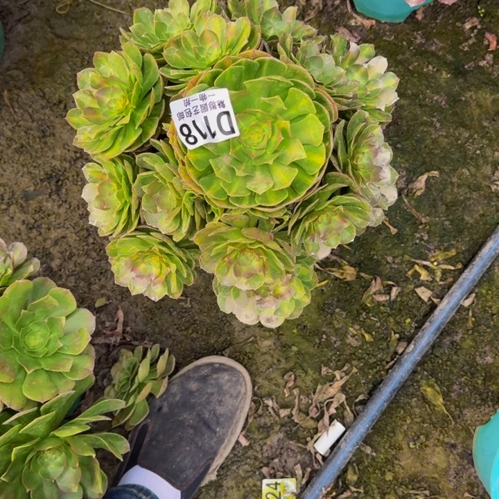 倾城中班花25-31包邮花花