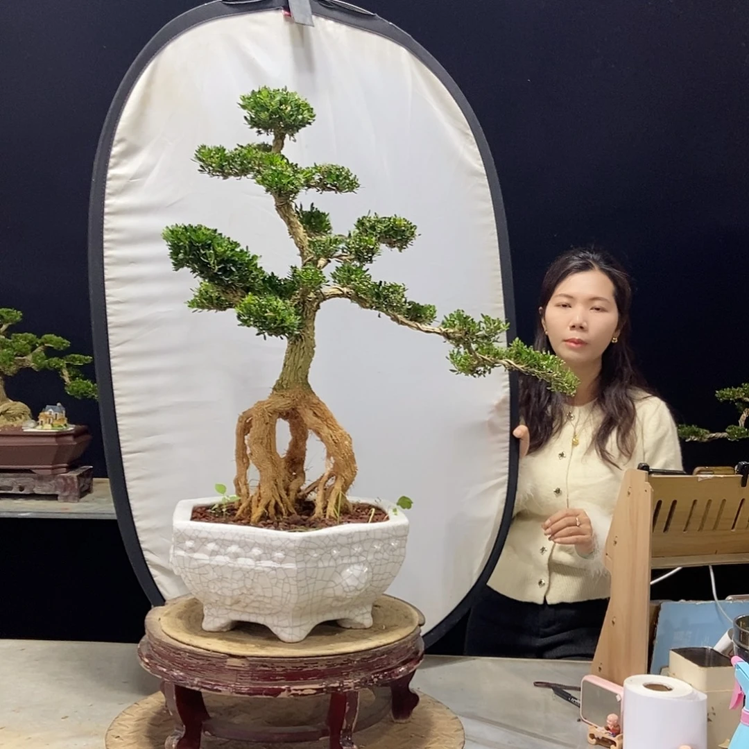 无花朵广东小叶黄杨