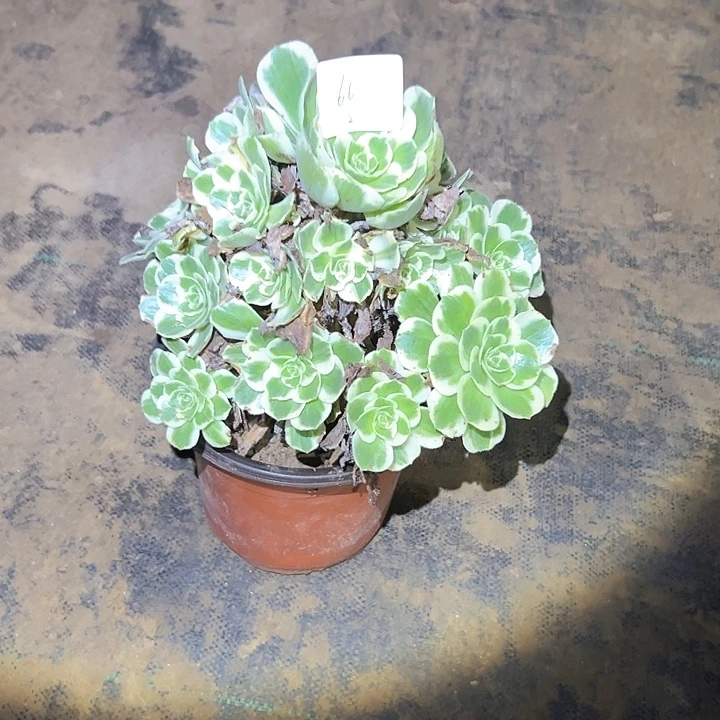 不售后法师一物一拍66