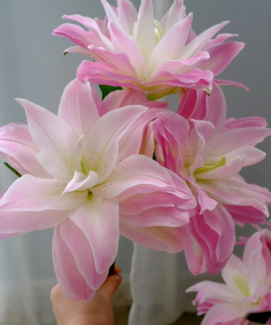 【养种大球】莲花皇后22+球1棵稀少品粉色系重瓣香水百合阳台庭院种