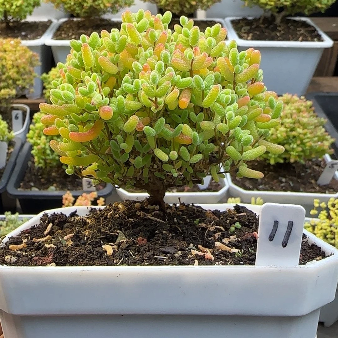 蜜橘糖球一物一拍