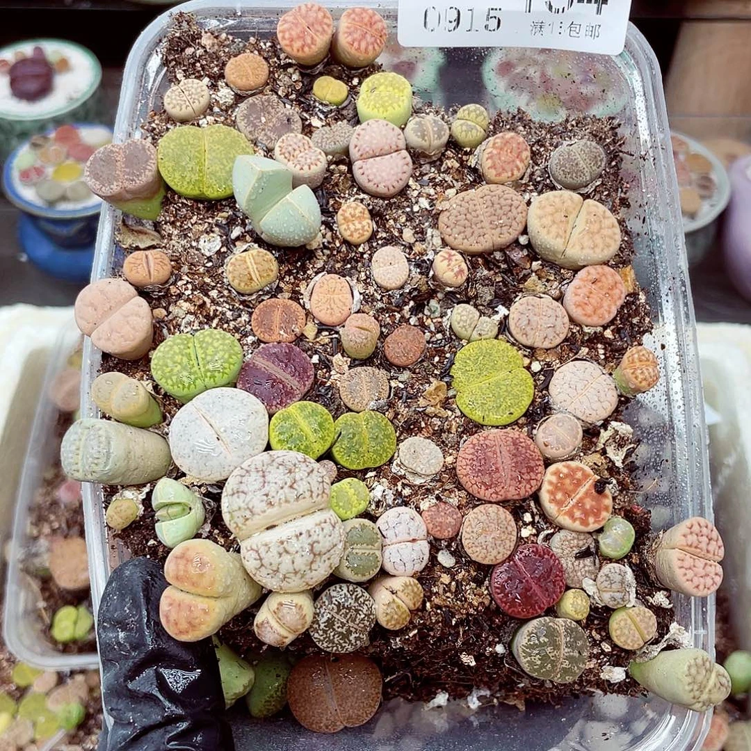 生石花18包邮0915-134