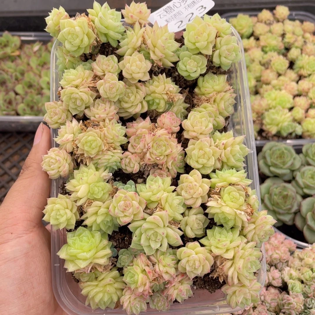 云糖心多肉植物223