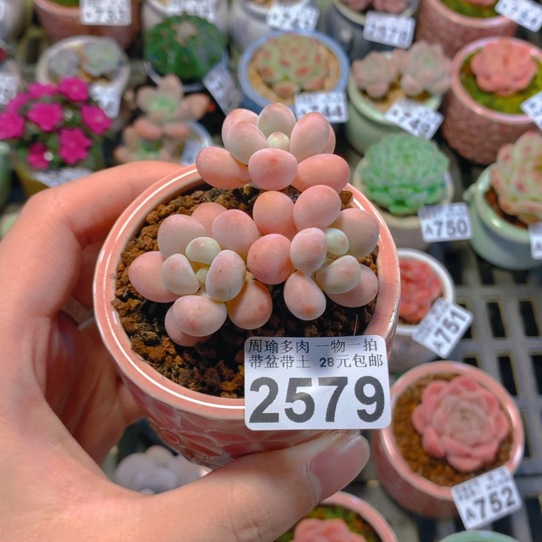 5厘米盆精控多肉2579