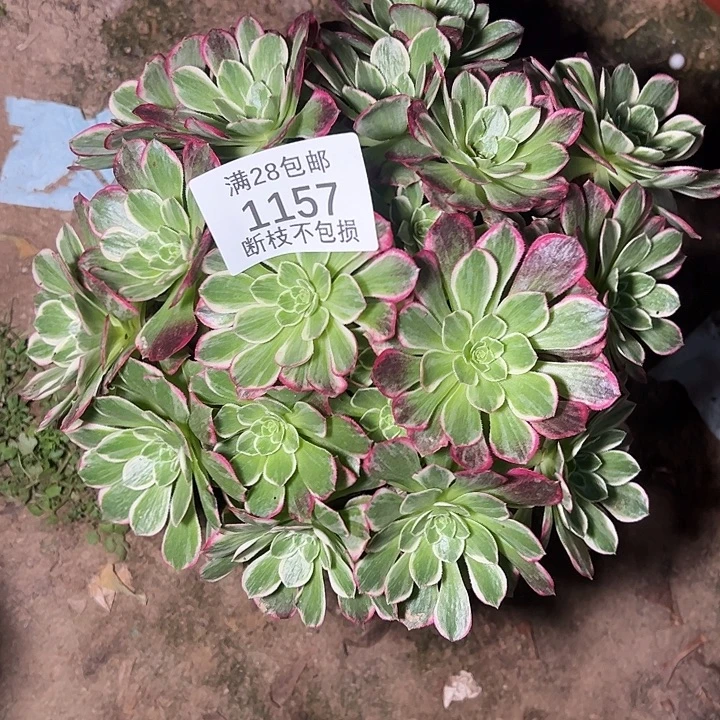 1157丛林水蜜桃多肉植物