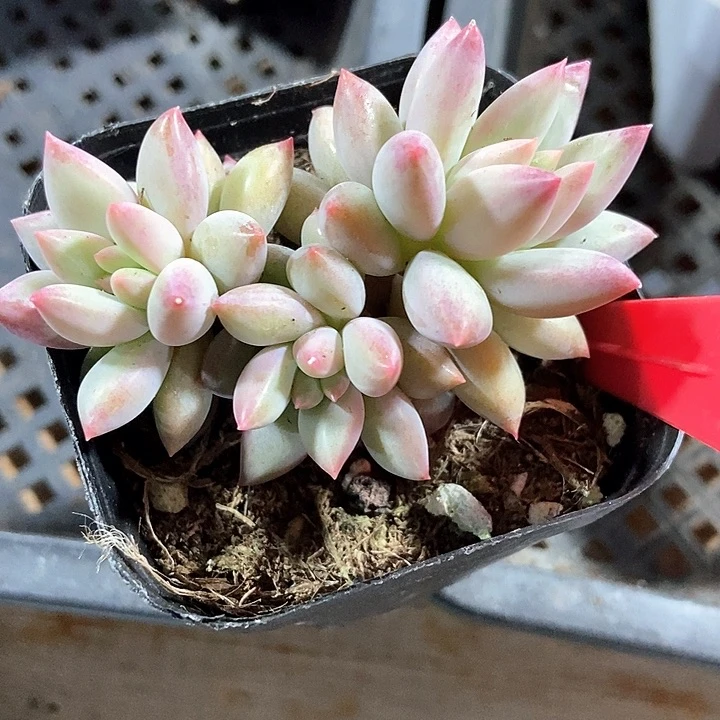 多肉植物虞美人629