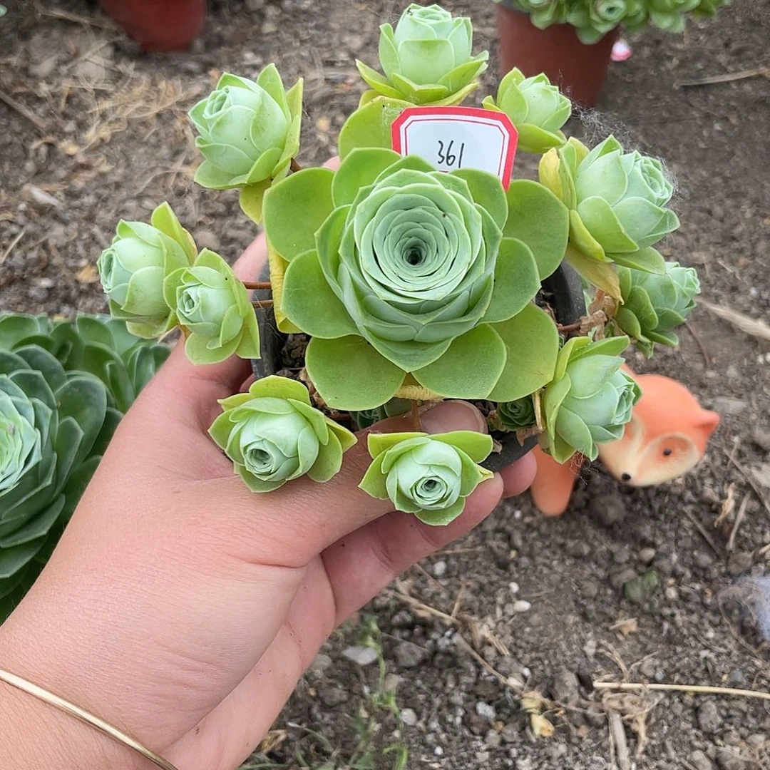 山地玫瑰多肉 361