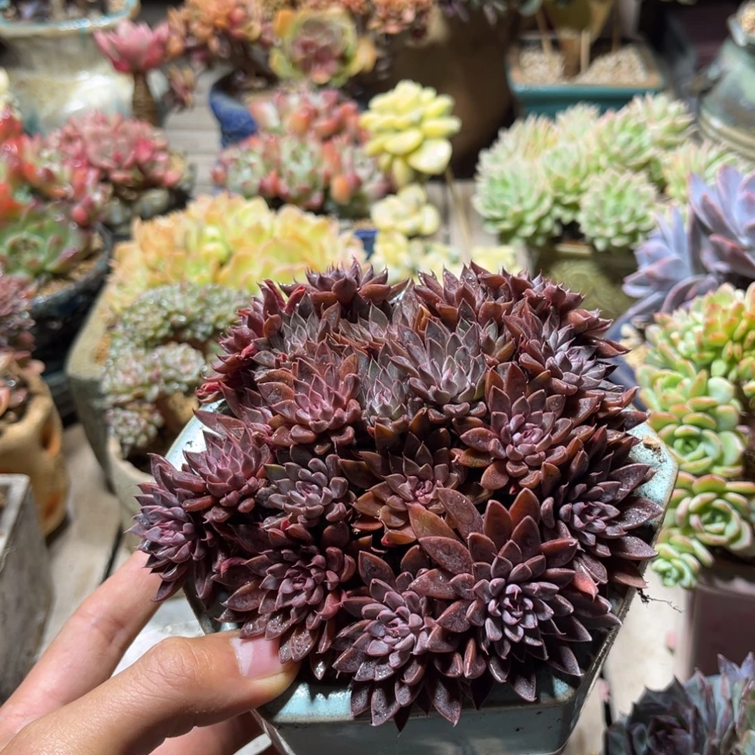 莹天女多肉植物ribn