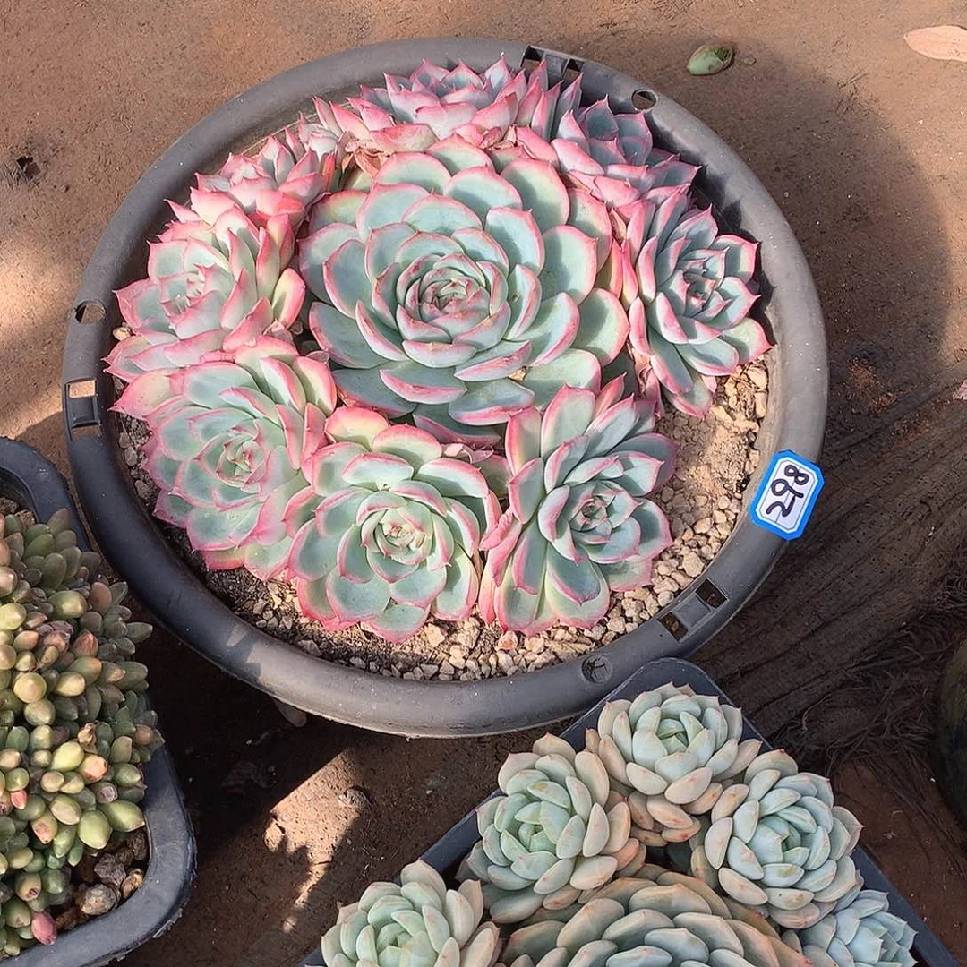 298侧影 一物一拍多肉