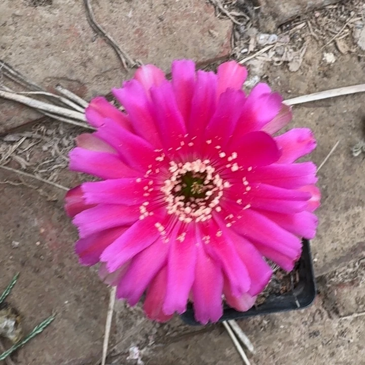 210丽花根掰花脱土发货瘦软