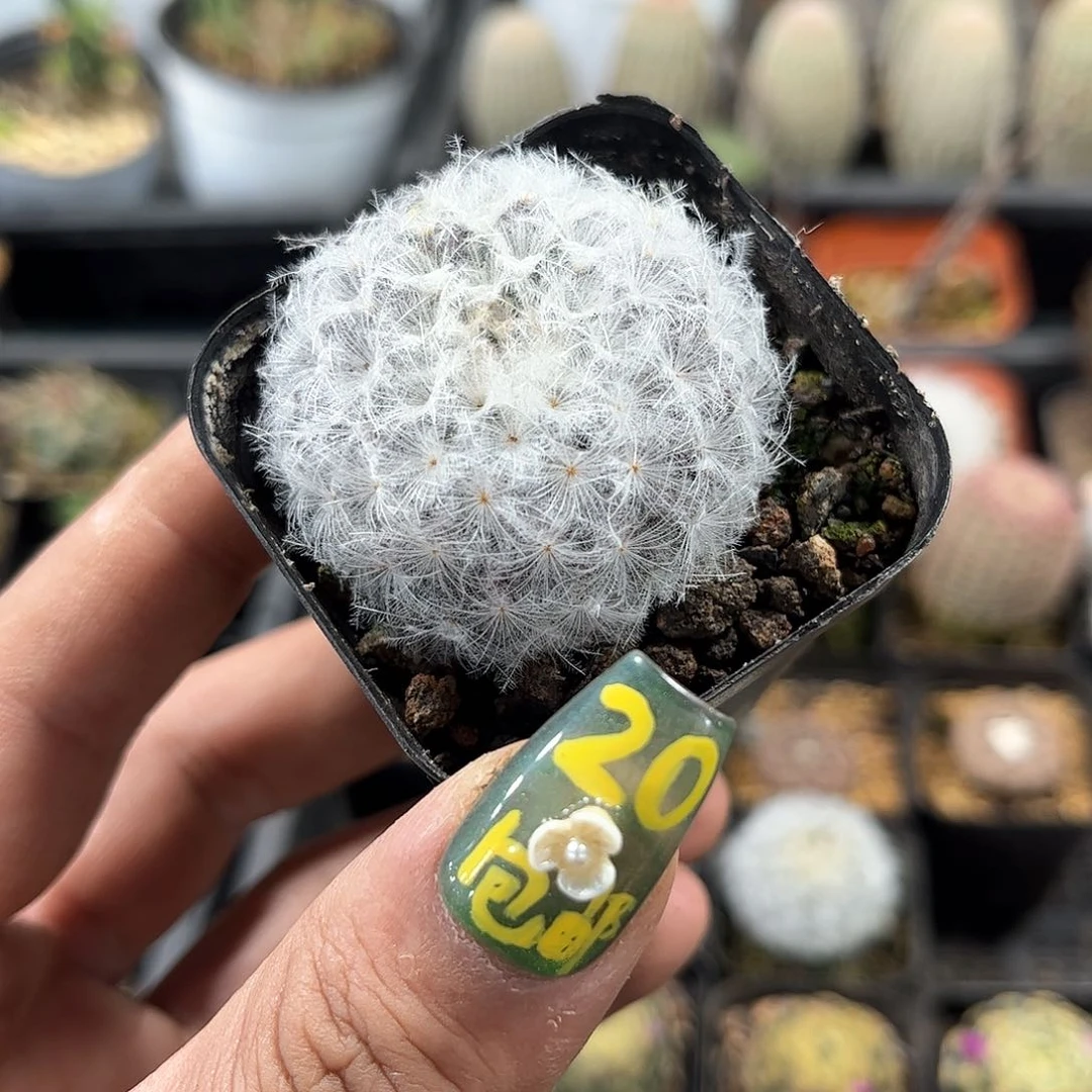 白星单头发货有根发货