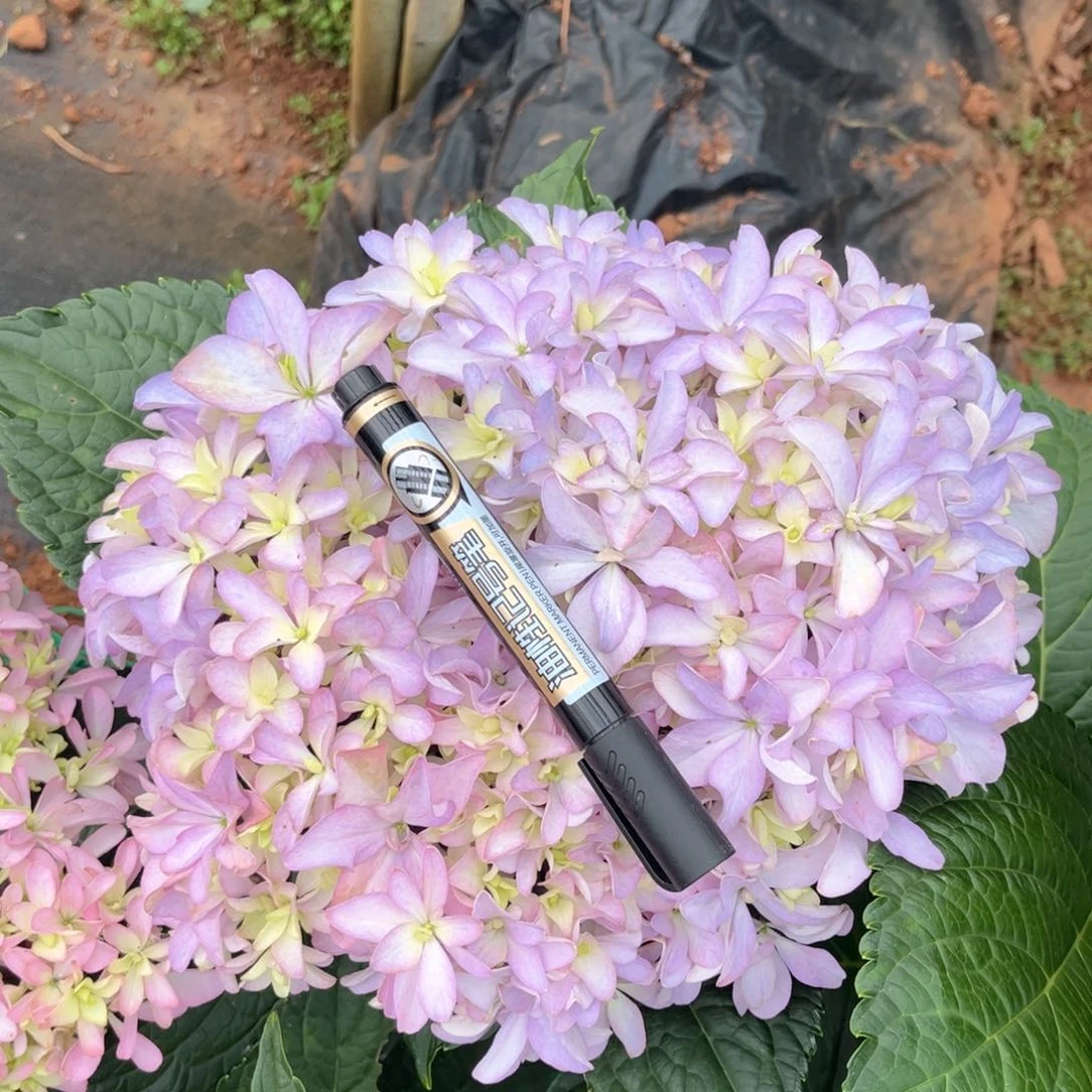 大部分开放少量花苞102 号绣球花一支（3支包邮）