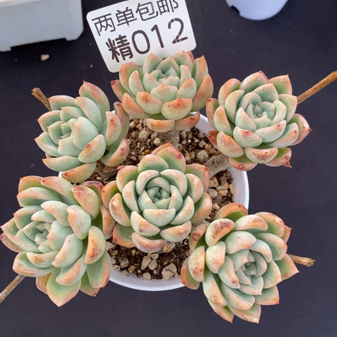 哈哈哈哈哈哈姐012