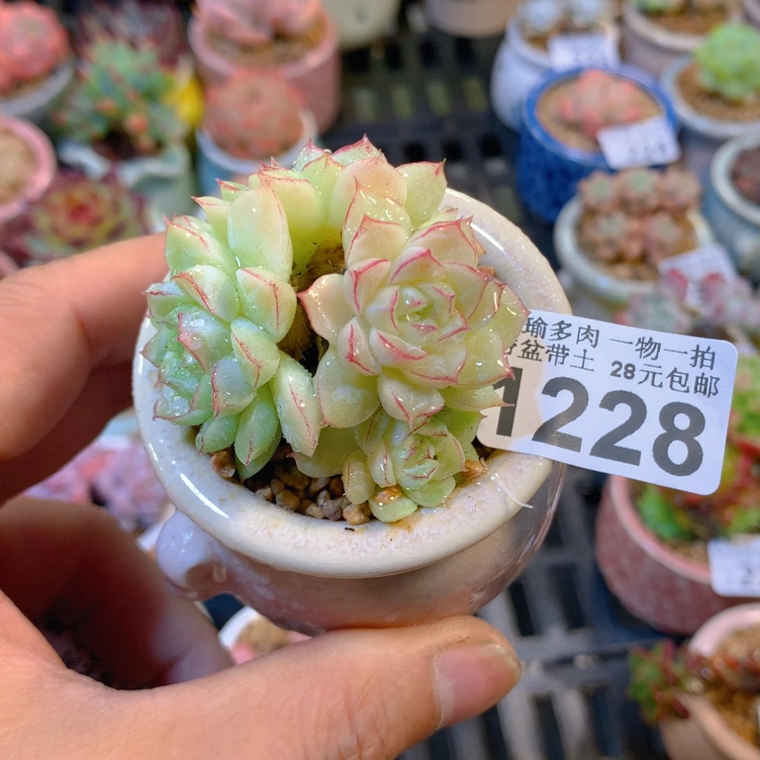 精控多肉植物1228