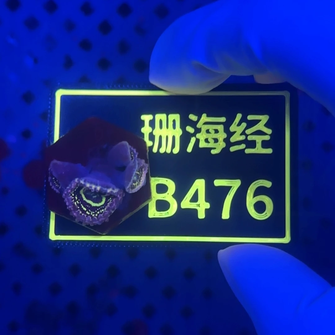 ****方纽扣珊瑚又又不包邮平流层B476