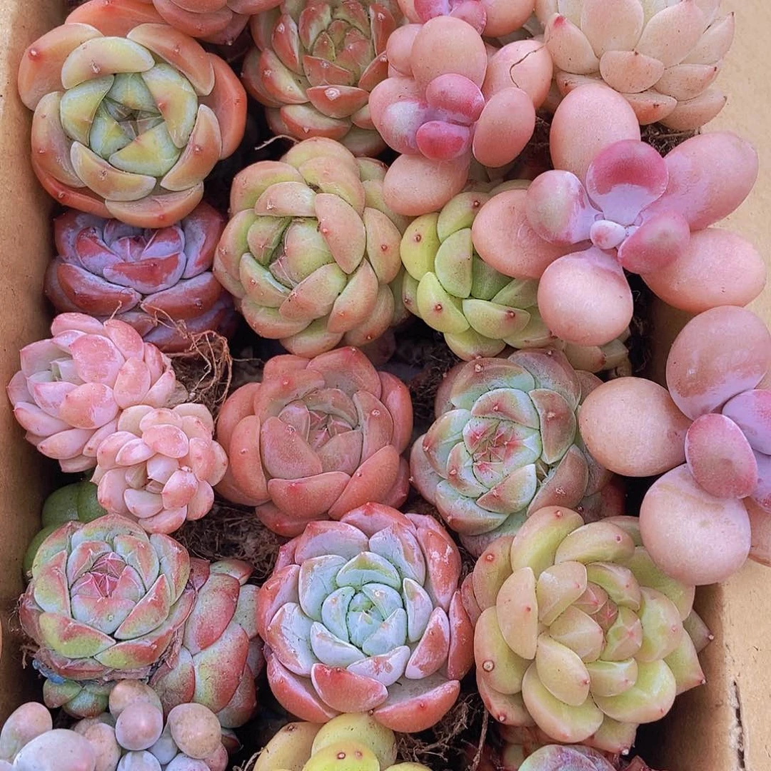 000000000001量拍保底20颗