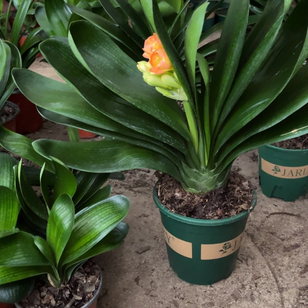 当前无花栽培后可以开花