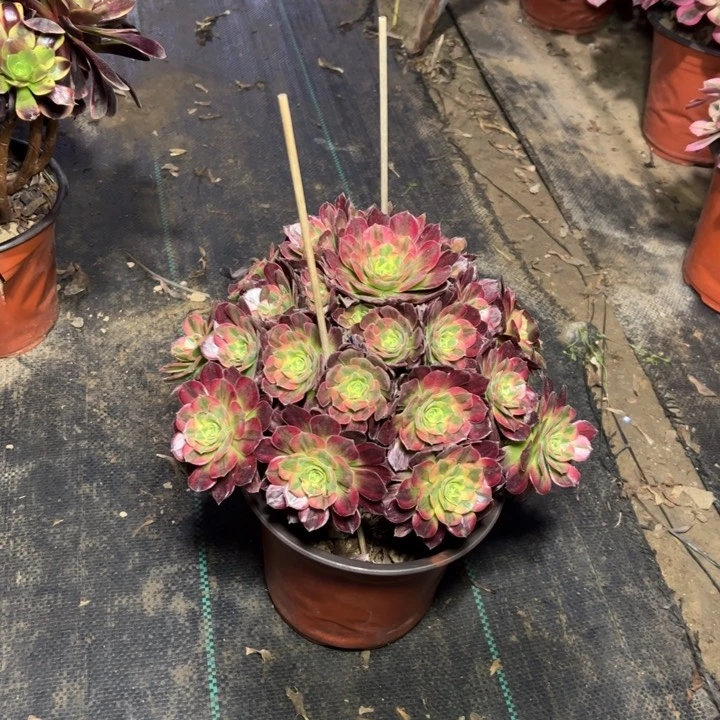 66安娜多肉多肉多肉