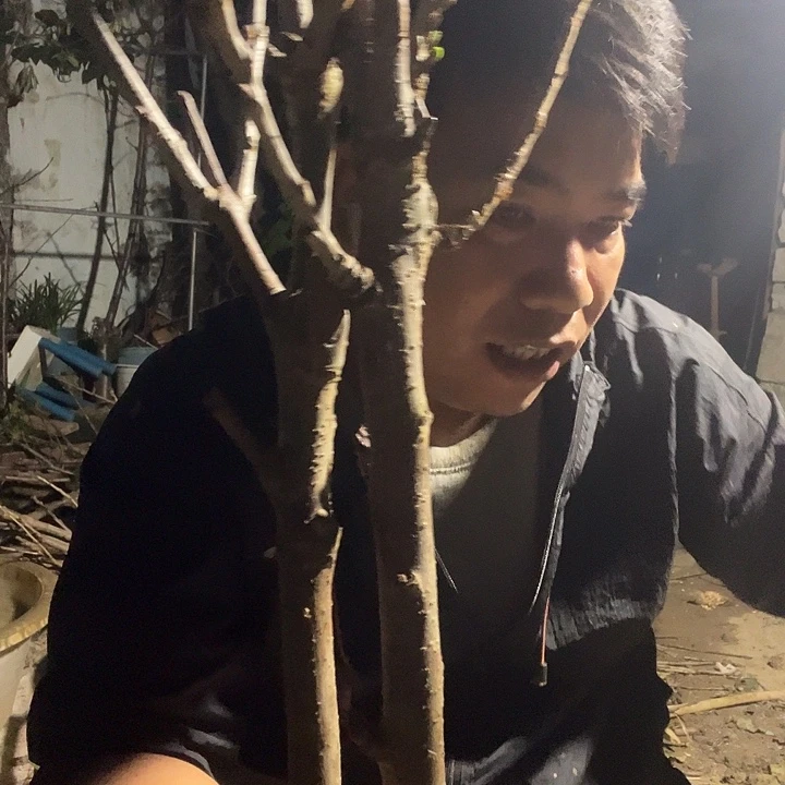 当前无花栽培后可以开花180