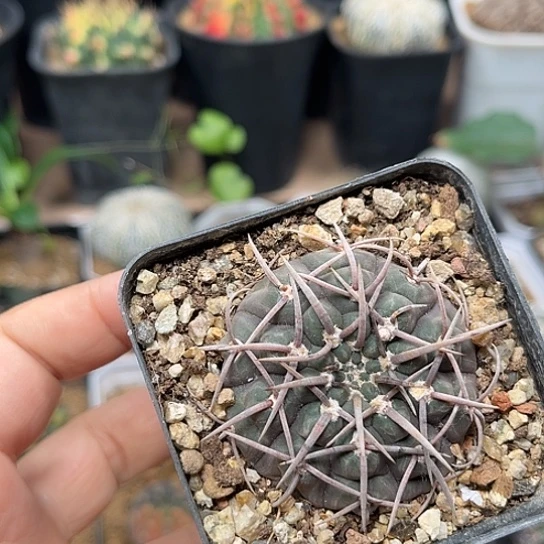 无花朵紫肌裸萼实生球