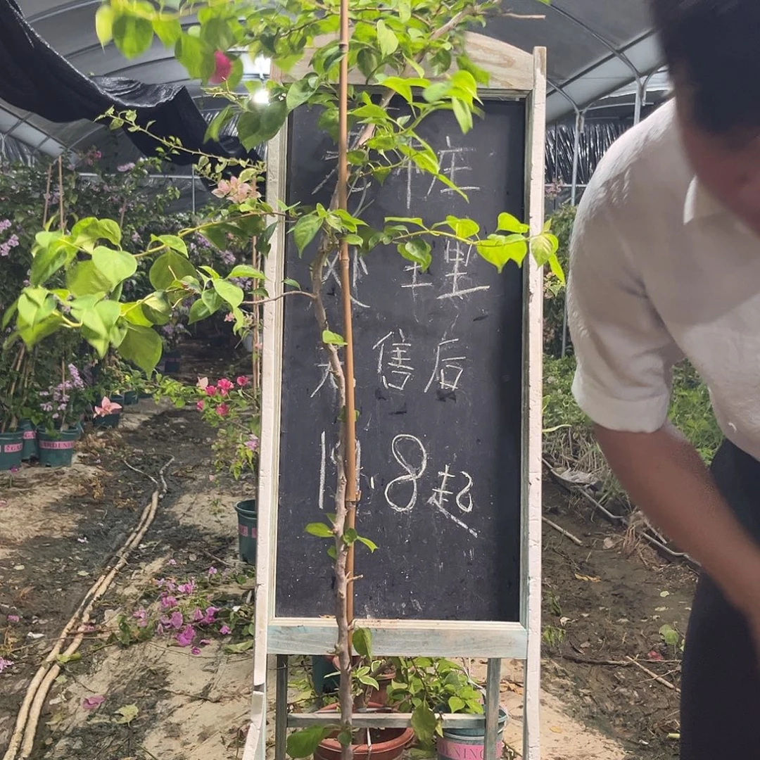 无花朵三角梅三角梅1389