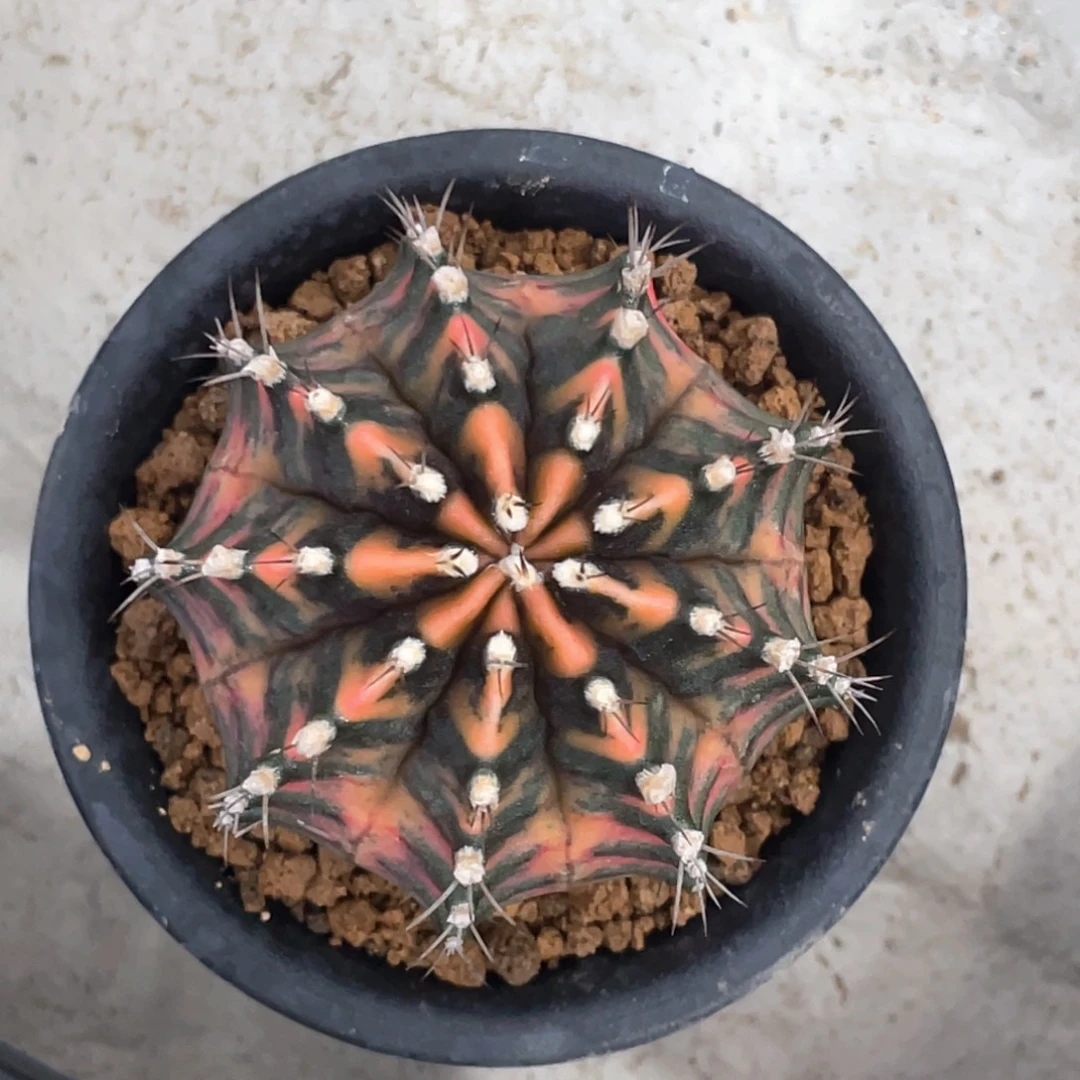 当前无花朵，栽培后可花朵斑马虎斑米哈锦