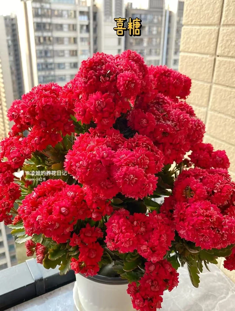 【喜糖】~稀有品种 大花苞