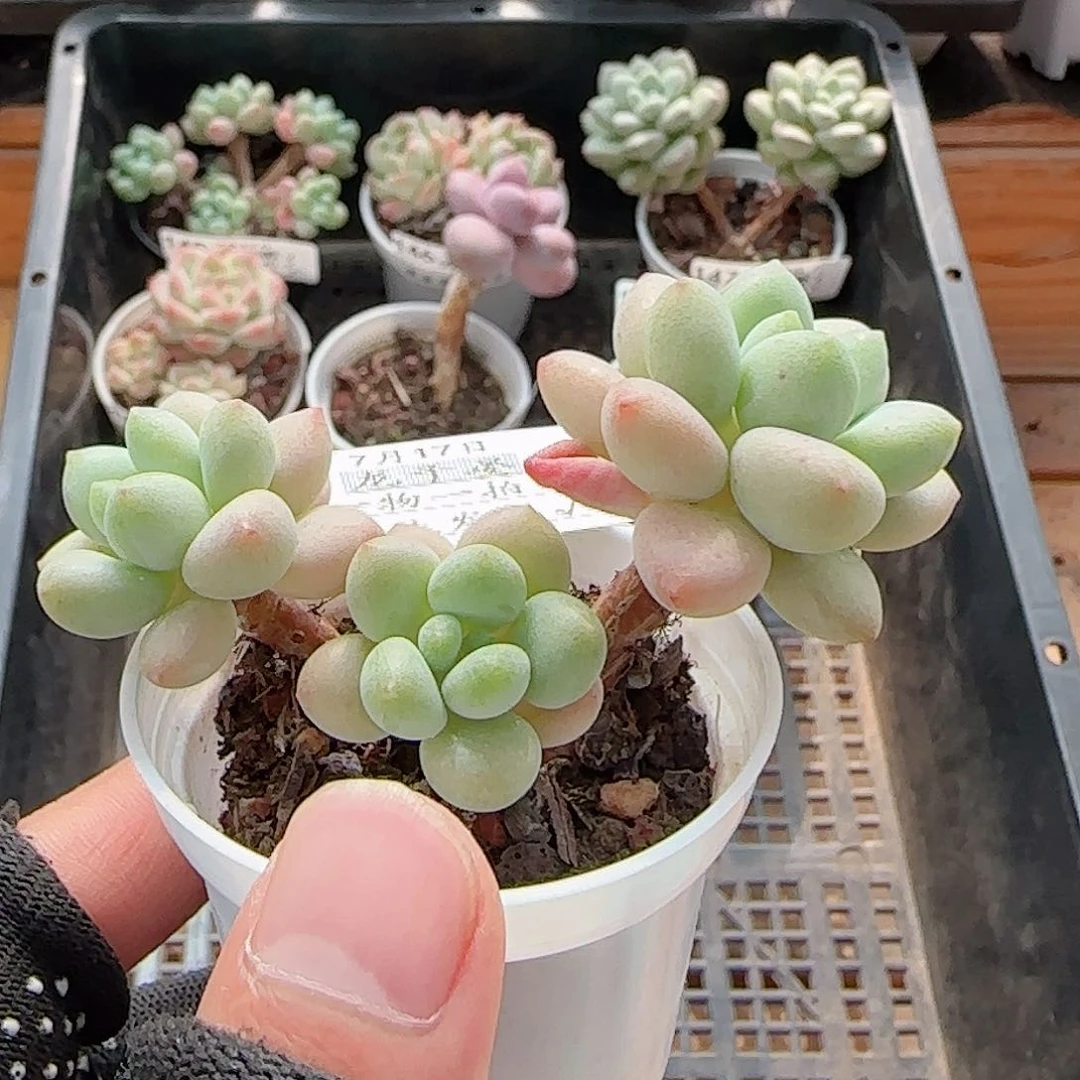 多肉0717-151洛神小老桩