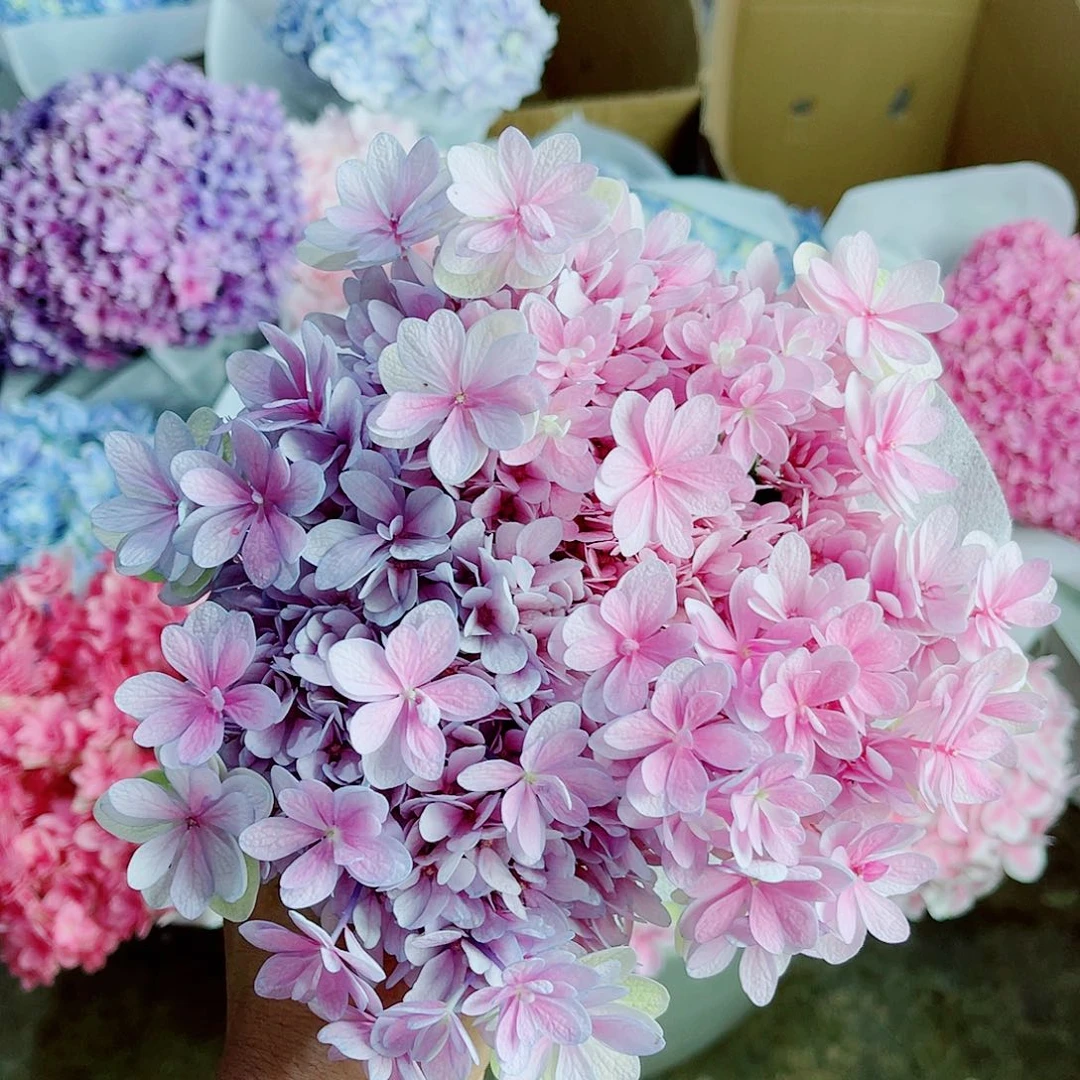 陪***贝完全开放稀有绣球花84