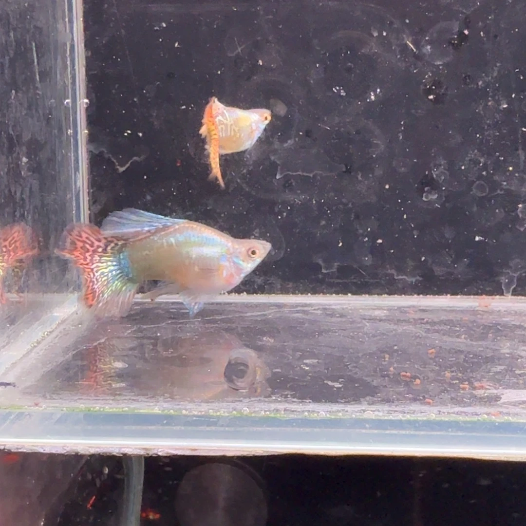 孔雀鱼七彩龙鳞球1对