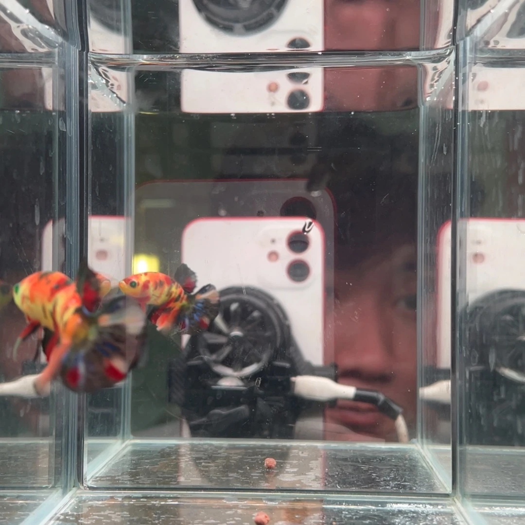 斗鱼印尼精品斗鱼82