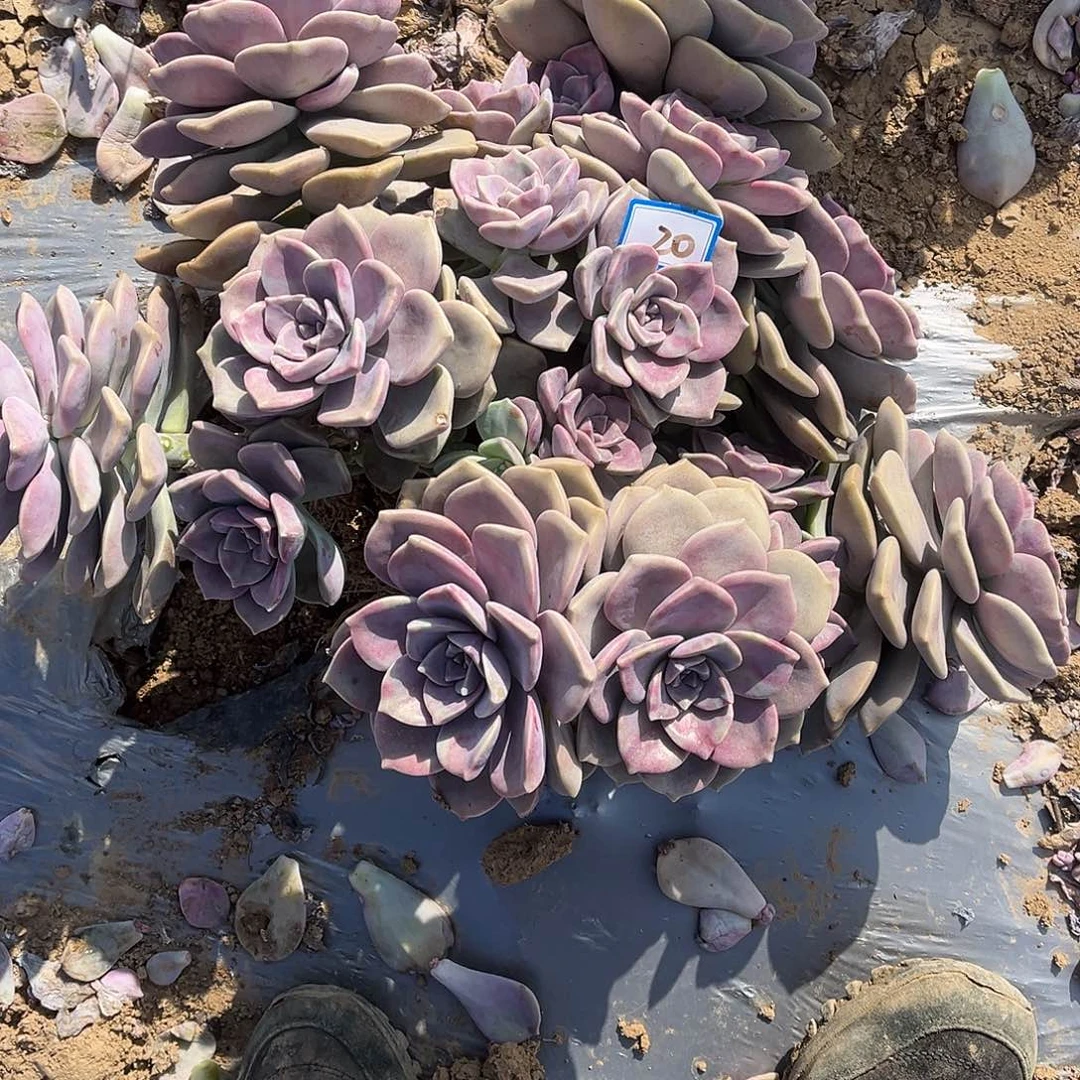 狮***u20号大紫乐一物一拍