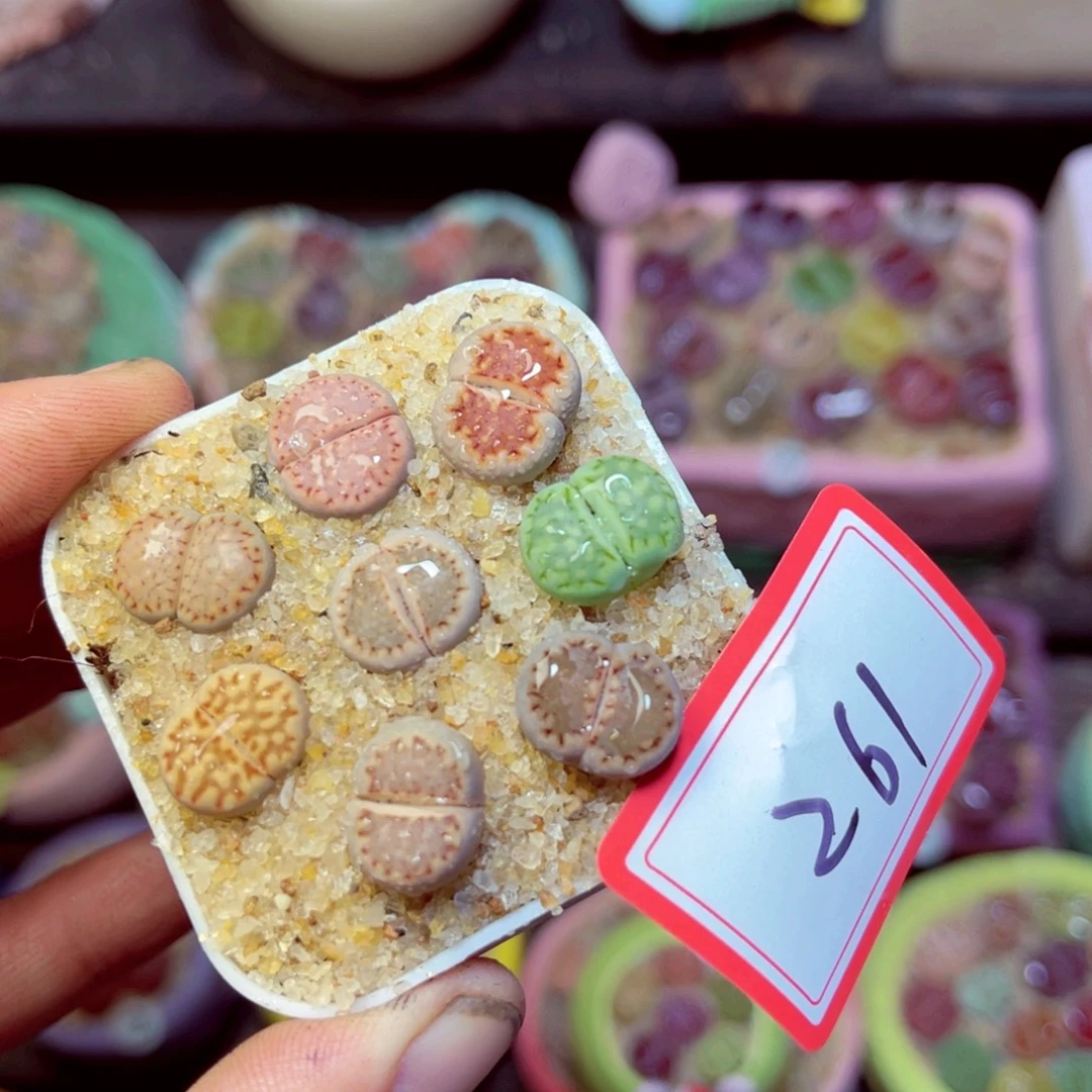 261生石花带盆发1