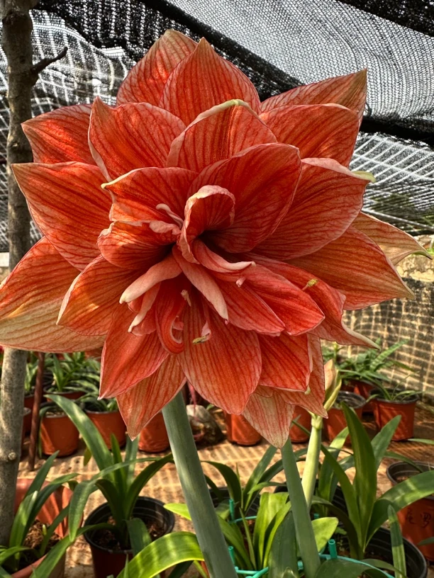 （尼罗河女儿）朱顶红重瓣朱顶红种球朱顶红送肥料