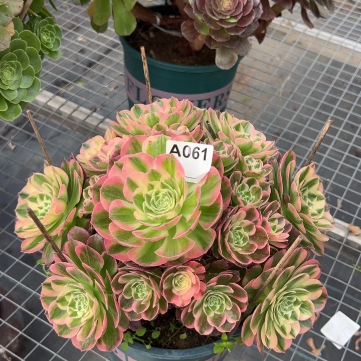 海王不周正22厘米061