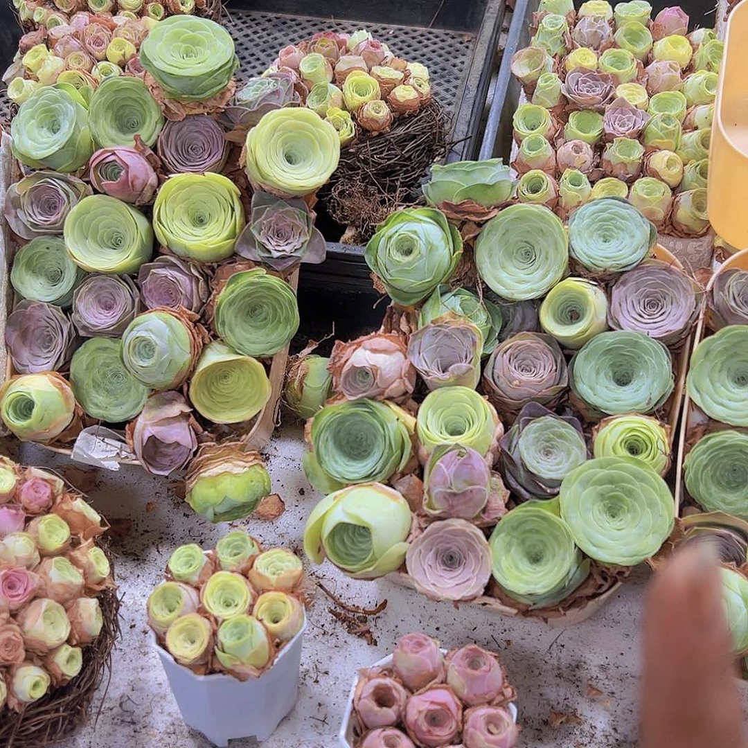 七彩大花福利22颗玫瑰8个粉紫