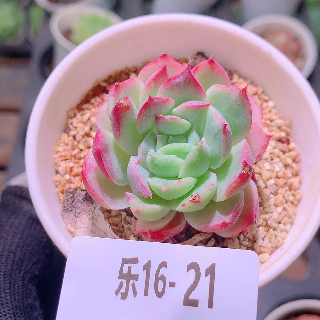 乐然16-21 新品单头