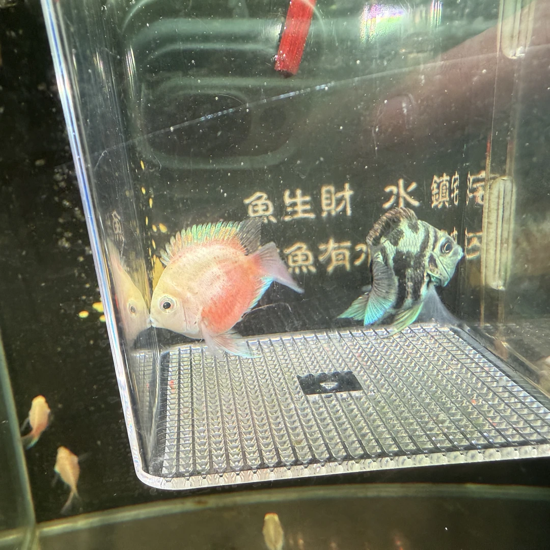 迷你鹦鹉鱼 宝蓝一条 胭脂一条