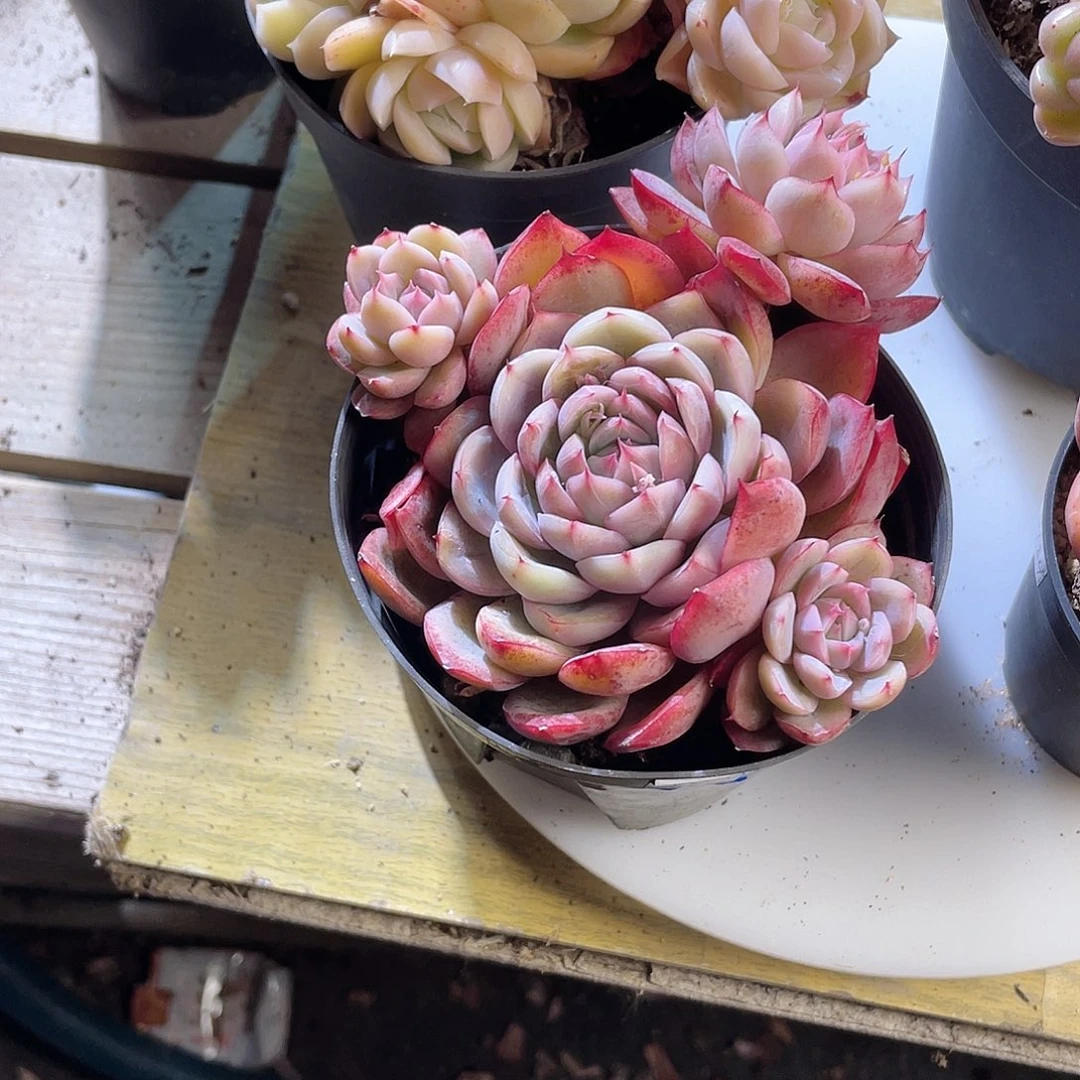 假*1915  贝利纳 六月六